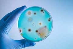 Tecnico con il campione di bacterias nella capsula di Petri immagini stock libere da diritti Tecnico con il campione di bacterias nella capsula di Petri immagini stock libere da diritti