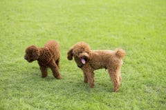 Teddy Dog stock foto Teddy Dog stock foto