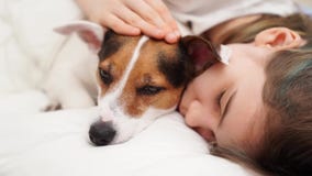 A teenage girl sleeps with her dog in bed. Jack Russell Terrier.