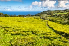 Teeplantage in Porto Formoso Erstaunliche Landschaft von outstandin stockfotografie Teeplantage in Porto Formoso Erstaunliche Landschaft von outstandin stockfotografie