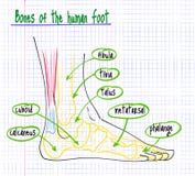 Tekening van de anatomie van de menselijke voet stock illustratie Tekening van de anatomie van de menselijke voet stock illustratie