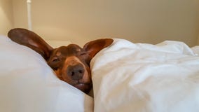 Tekkel in menselijk bed met één open die oog wordt genesteld royalty-vrije stock afbeelding Tekkel in menselijk bed met één open die oog wordt genesteld royalty-vrije stock afbeelding