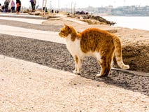 Tel Aviv, Israel - 4 de febrero de 2017: Gato rojo con los puntos blancos en la playa del teléfono Baruch en Tel Aviv imagen de archivo Tel Aviv, Israel - 4 de febrero de 2017: Gato rojo con los puntos blancos en la playa del teléfono Baruch en Tel Aviv imagen de archivo