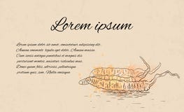 Template of blank with linear pattern of Cordyceps, grungy scuffs and a place for text. stock illustration Template of blank with linear pattern of Cordyceps, grungy scuffs and a place for text. stock illustration