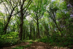 Tempo di primavera per la Turchia, aprile 2019, foresta di Belgrad, giorno luminoso fotografia stock libera da diritti Tempo di primavera per la Turchia, aprile 2019, foresta di Belgrad, giorno luminoso fotografia stock libera da diritti