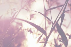 Tender flowers and grass in evening sun glare, blurred defocused, toning stock image Tender flowers and grass in evening sun glare, blurred defocused, toning stock image