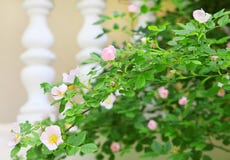 tender roses in spring garden stock images tender roses in spring garden stock images