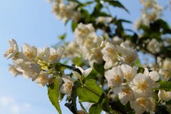 Tenderness of jasmine stock photography Tenderness of jasmine stock photography