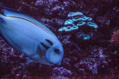 Tennenti van Doubleband surgeonfish Acanthurus stock afbeelding Tennenti van Doubleband surgeonfish Acanthurus stock afbeelding