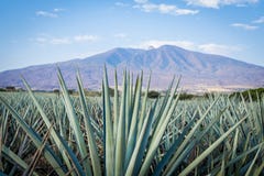 Tequila-Landschaft Tequila-Landschaft