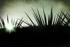 Tequila Mexique de Lanscape images libres de droits Tequila Mexique de Lanscape images libres de droits
