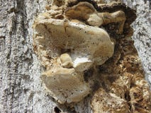 Termitaio Stock Photo Image Of Also Small Bark Termitaio 110094766