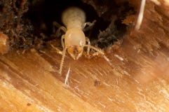 Termite