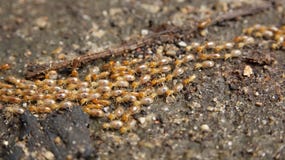 Termites sur le ground2018_10_12 image libre de droits Termites sur le ground2018_10_12 image libre de droits