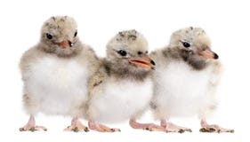 tern 3 грудин рядка группы цыпленока общий стоковое фото tern 3 грудин рядка группы цыпленока общий стоковое фото