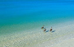 Terns standing in the clear blue ocean looking for food royalty free stock photography Terns standing in the clear blue ocean looking for food royalty free stock photography