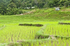 Terrace Rice Fields In Thailand. Royalty Free Stock Image