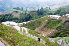 Terraced Rice Fields In Guilin, Longshan Royalty Free Stock Photography