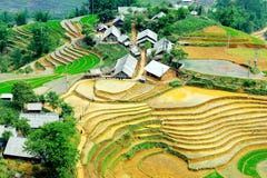 Terraced Rice Fields In Vietnam Stock Image Terraced Rice Fields In Vietnam Stock Image