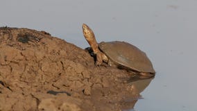 Terrapin casqué Terrapin casqué