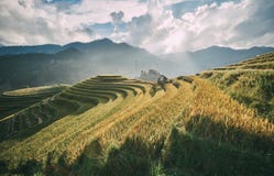 Terrasserat i Sapa, Vietnam arkivbilder Terrasserat i Sapa, Vietnam arkivbilder