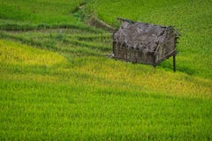 Terrasvormig padieveld in Mu Cang Chai, Vietnam stock fotografie Terrasvormig padieveld in Mu Cang Chai, Vietnam stock fotografie