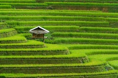 Terrasvormig padieveld in Mu Cang Chai, Vietnam royalty-vrije stock foto's Terrasvormig padieveld in Mu Cang Chai, Vietnam royalty-vrije stock foto's