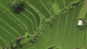 Terraza aérea del arroz del verde del paisaje Plantaci?n del arroz del verde de la opini?n del abej?n en campo del campo en puebl almacen de video Terraza aérea del arroz del verde del paisaje Plantaci?n del arroz del verde de la opini?n del abej?n en campo del campo en puebl almacen de video