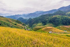 Terraza del arroz de MU Cang Chai, Yenbai, Vietnam septentrional imagen de archivo libre de regalías Terraza del arroz de MU Cang Chai, Yenbai, Vietnam septentrional imagen de archivo libre de regalías