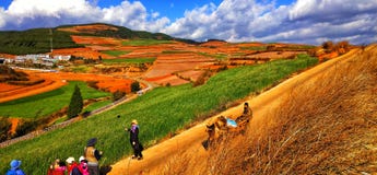 Terrazzi variopinti del riso nella provincia di Yunnan, Cina immagine stock libera da diritti Terrazzi variopinti del riso nella provincia di Yunnan, Cina immagine stock libera da diritti