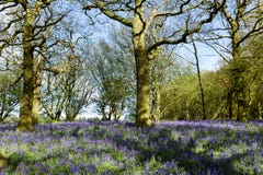 Terreni boscosi di Bluebell in un terreno boscoso inglese antico Fotografie Stock Libere da Diritti Terreni boscosi di Bluebell in un terreno boscoso inglese antico Fotografie Stock Libere da Diritti