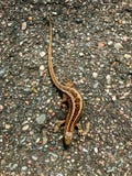 Terrestrial Animal, Fauna, Reptile, Scaled Reptile royalty free stock images Terrestrial Animal, Fauna, Reptile, Scaled Reptile royalty free stock images