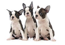 Terrier de Boston de três cachorrinhos no estúdio branco da foto Imagem de Stock Terrier de Boston de três cachorrinhos no estúdio branco da foto Imagem de Stock