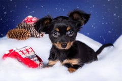 Terrier de brinquedo do cachorrinho que encontra-se na neve Imagem de Stock Terrier de brinquedo do cachorrinho que encontra-se na neve Imagem de Stock