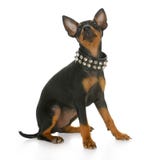 Terrier de Manchester Imagem de Stock Terrier de Manchester Imagem de Stock