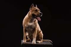 Terrier de pitbull americano vermelho imagens de stock Terrier de pitbull americano vermelho imagens de stock