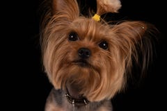Terrier de Yorkshire en fondo negro Primer fotografía de archivo Terrier de Yorkshire en fondo negro Primer fotografía de archivo