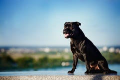 Terrier del perro negro que se sienta en fondo de la naturaleza foto de archivo libre de regalías Terrier del perro negro que se sienta en fondo de la naturaleza foto de archivo libre de regalías