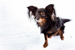 Terrier di giocattolo con il ritratto increspato della zampa fotografia stock libera da diritti Terrier di giocattolo con il ritratto increspato della zampa fotografia stock libera da diritti