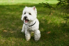 Terrier écossais blanc mignon dans le noeud papillon posant sur l'herbe verte au jour d'été ensoleillé photo stock Terrier écossais blanc mignon dans le noeud papillon posant sur l'herbe verte au jour d'été ensoleillé photo stock