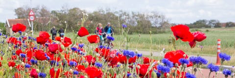 TERSCHELLING, ΚΑΤΩ ΧΏΡΕΣ, στις 20 Ιουνίου 2015: Τουρίστες που ανακυκλώνουν μέσω μιας θάλασσας των λουλουδιών colorfull στα wadden Στοκ φωτογραφία με δικαίωμα ελεύθερης χρήσης TERSCHELLING, ΚΑΤΩ ΧΏΡΕΣ, στις 20 Ιουνίου 2015: Τουρίστες που ανακυκλώνουν μέσω μιας θάλασσας των λουλουδιών colorfull στα wadden Στοκ φωτογραφία με δικαίωμα ελεύθερης χρήσης