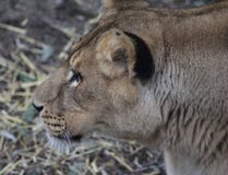 Testa africana femminile del leone Immagini Stock Libere da Diritti Testa africana femminile del leone Immagini Stock Libere da Diritti