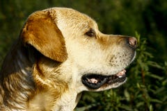 Testa di cane di Labrador che affronta lateralmente immagine stock Testa di cane di Labrador che affronta lateralmente immagine stock