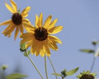 Teste di un primo piano decorativo del girasole immagini stock Teste di un primo piano decorativo del girasole immagini stock