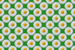 Teste padrão de flores da margarida branca ilustração royalty free Teste padrão de flores da margarida branca ilustração royalty free