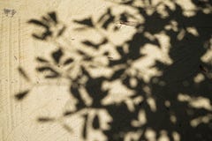 Teste padrão natural abstrato macio da sombra grande da árvore na luz - estrada marrom da superfície da areia da terra do templo Fotografia de Stock Royalty Free Teste padrão natural abstrato macio da sombra grande da árvore na luz - estrada marrom da superfície da areia da terra do templo Fotografia de Stock Royalty Free