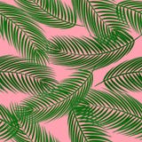 Teste padrão sem emenda bonito do vetor com folhas de palmeira no fundo cor-de-rosa ilustração stock Teste padrão sem emenda bonito do vetor com folhas de palmeira no fundo cor-de-rosa ilustração stock