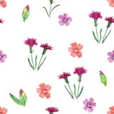 Teste padrão sem emenda com flores selvagens em um fundo branco imagens de stock Teste padrão sem emenda com flores selvagens em um fundo branco imagens de stock