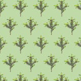 Teste padrão sem emenda com ramos do abeto no fundo verde ilustração stock Teste padrão sem emenda com ramos do abeto no fundo verde ilustração stock
