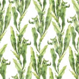 Teste padrão sem emenda da aquarela com laminaria A ilustração floral subaquática pintado à mão com algas sae do ramo ilustração royalty free Teste padrão sem emenda da aquarela com laminaria A ilustração floral subaquática pintado à mão com algas sae do ramo ilustração royalty free